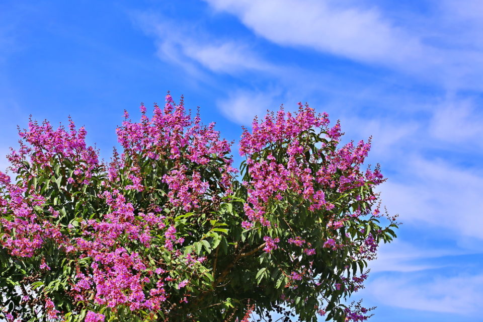 Care For Crape Myrtle Trees