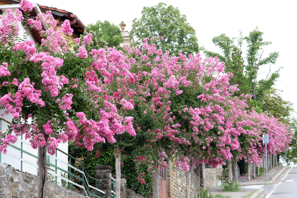 Care For Crape Myrtle Trees