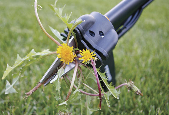 pet friendly weed killer