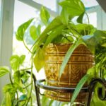 Tips For Caring Indoor Plants At Home