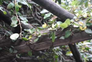Attractive Climbing Vine With Blooming Flower