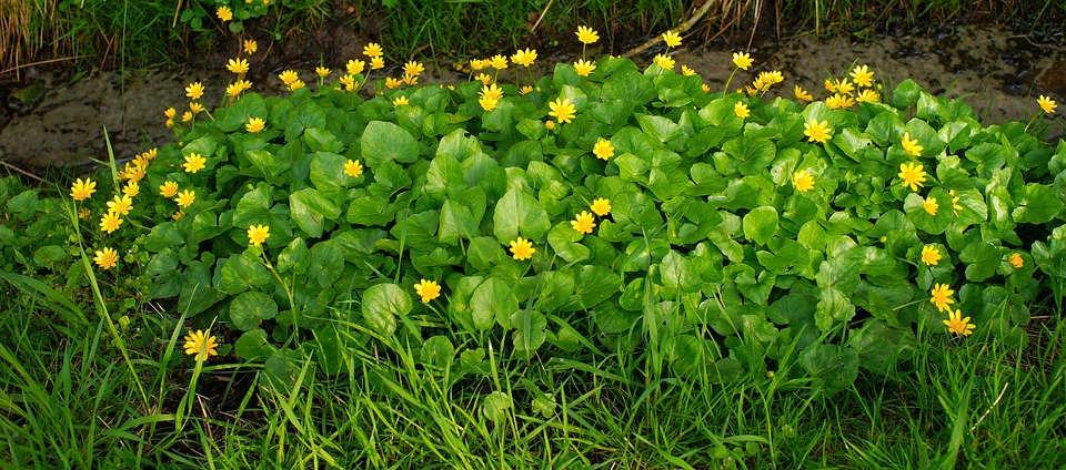 Care for the Garden in Summer