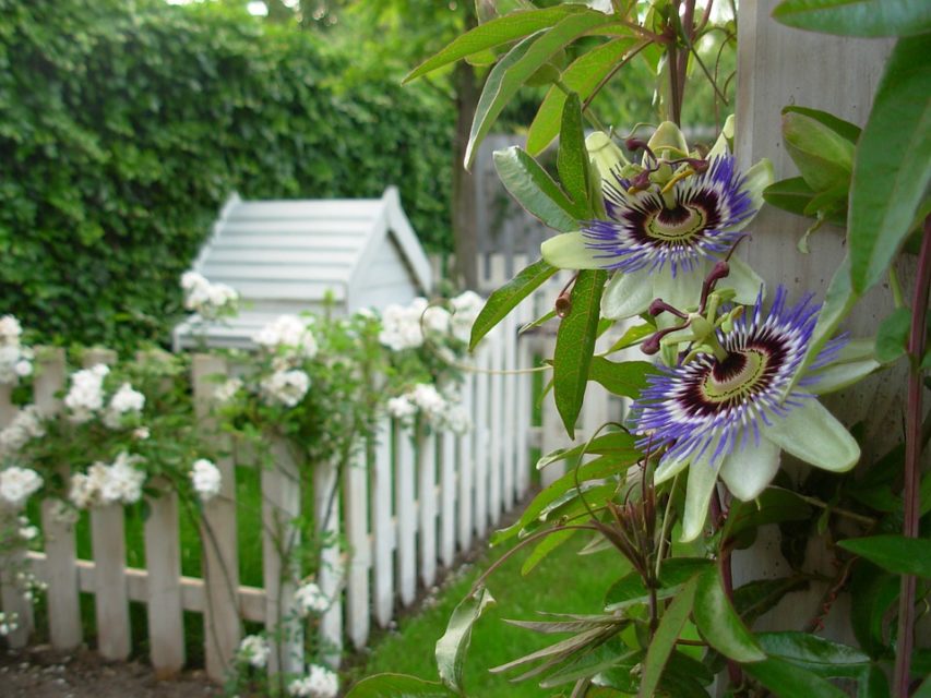 Passionflower or Passiflora
