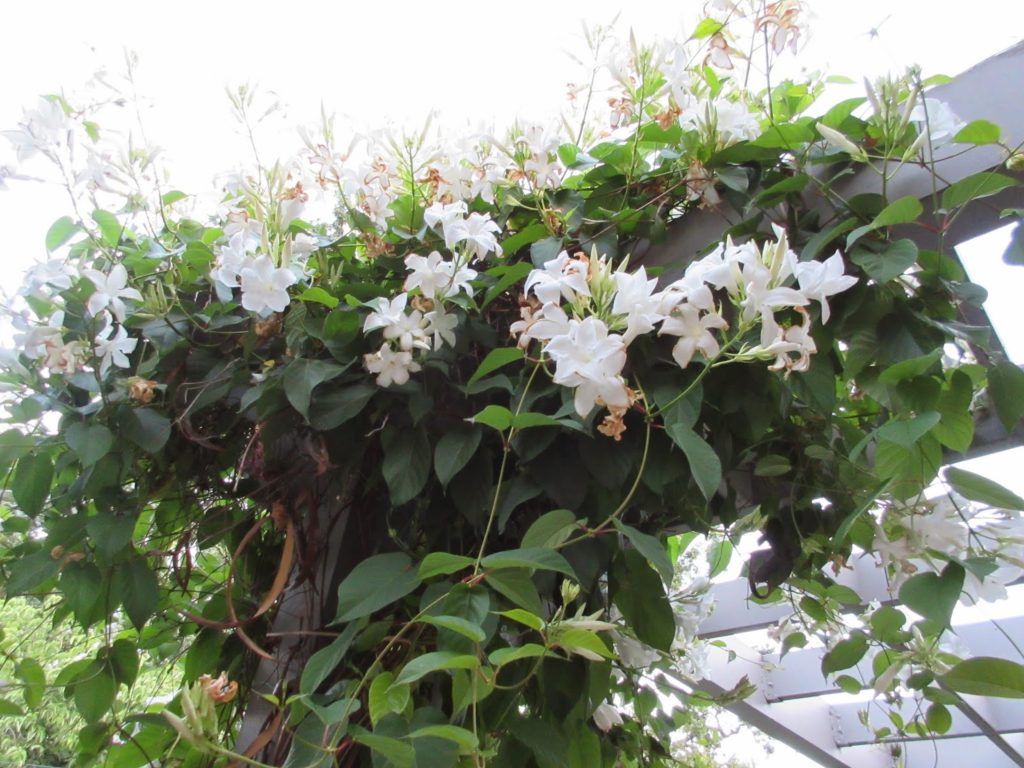 chilean jasmine