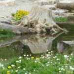 Common Signs That Tell You Need Tree Removal For Immediate Attention