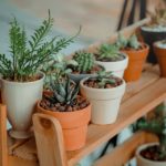 Indoor Low Light Succulents