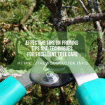 Effective Tips on Pruning Tips and Techniques for Excellent Tree Care