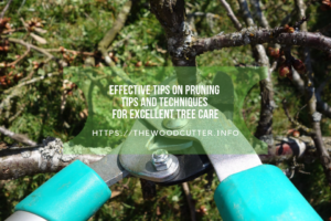 Effective Tips on Pruning Tips and Techniques for Excellent Tree Care