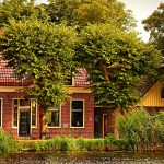 How to Tell If Your Trees are Healthy – Signs to Look For