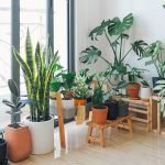 Best Easy-Care Plants To Keep Indoor