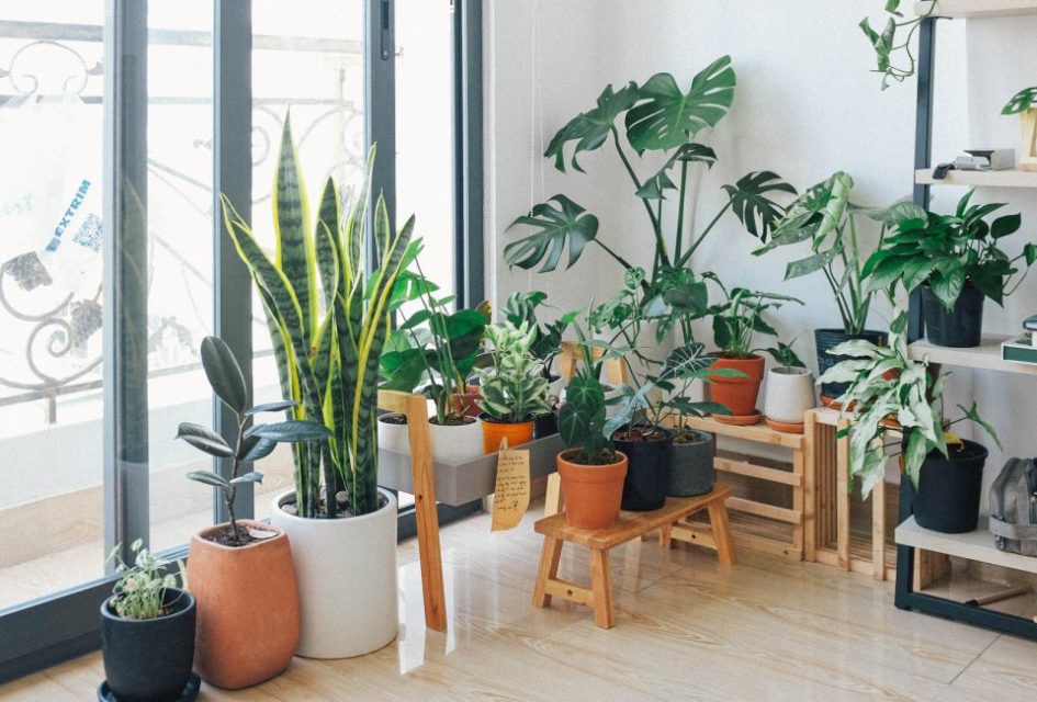 Best EasyCare Plants To Keep Indoor that Basically You'll Love