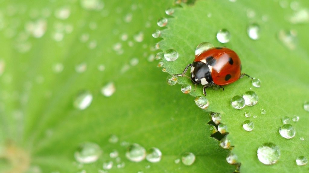 How to Keep Pests Out of Your Garden