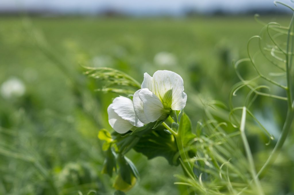 How to Keep Pests Out of Your Garden