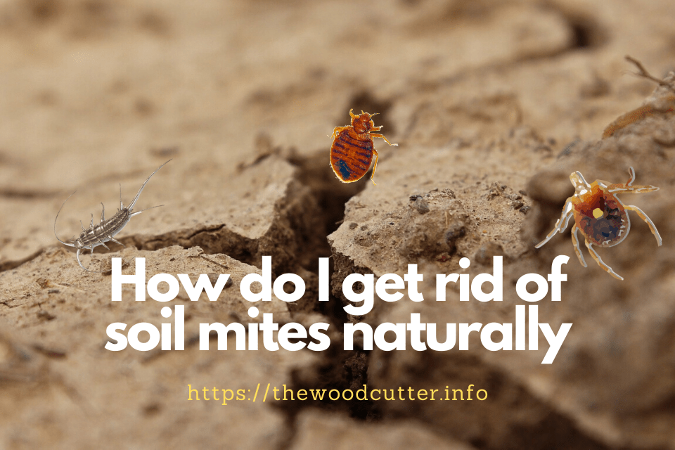 How To Get Rid Of Soil Mites In Garden Tips And Steps To Follow