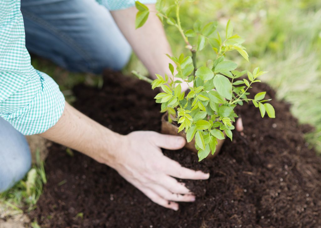 Popular types of trees to plant in a small garden