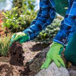 Trees To Plant In A Small Garden