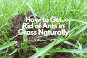 How to Get Rid of Ants in Grass Naturally