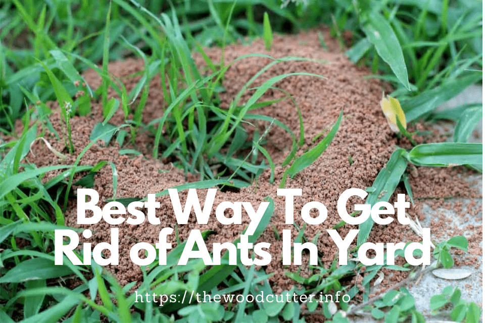 How to Get Rid of Ants in Grass Naturally