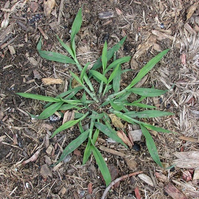 crabgrass Weeds That Look Like Grass