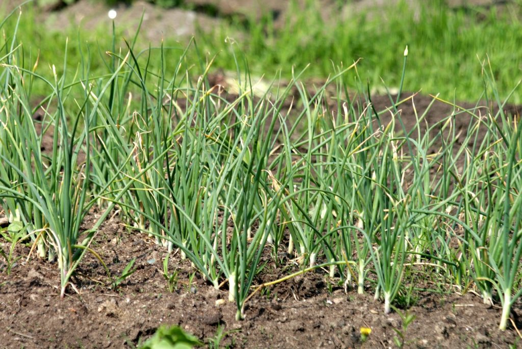 garlic Weeds That Look Like Grass