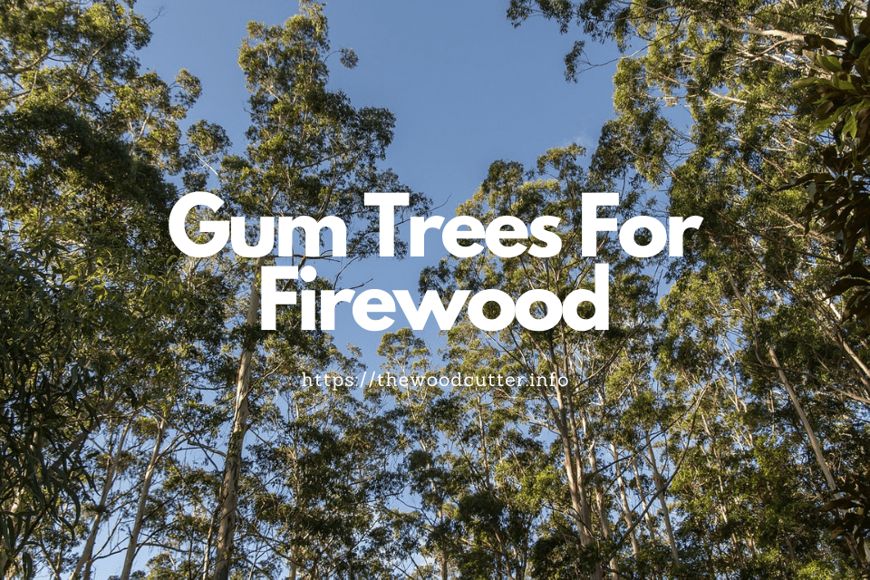 Gum Trees That Also Make Good Firewood