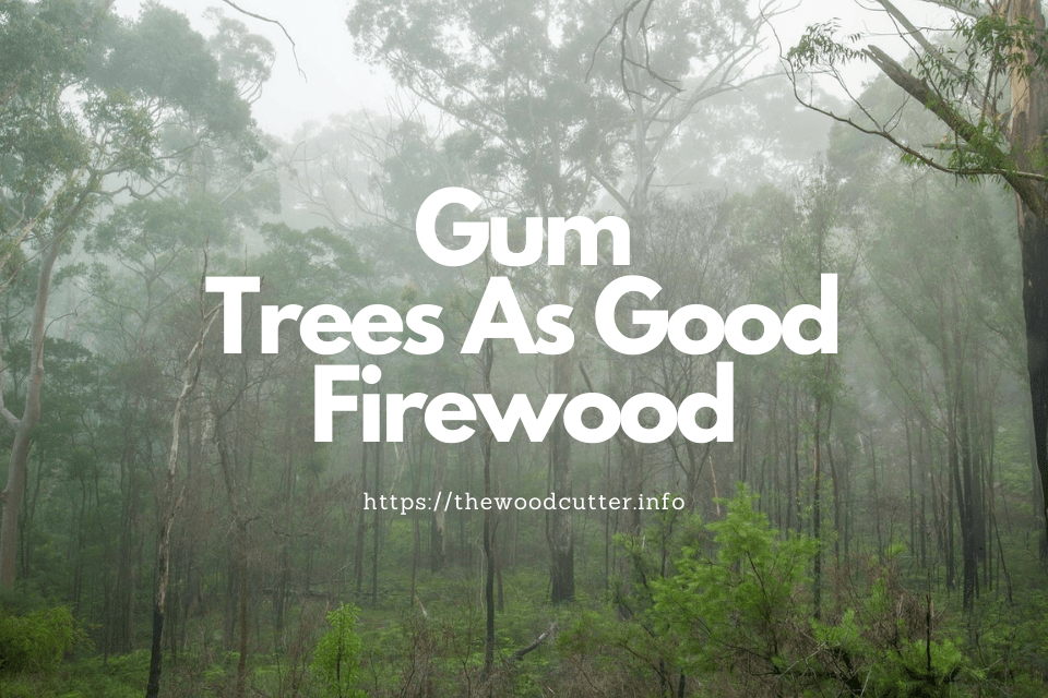 Do You Know, Gum Trees That Also Make Good Firewood?