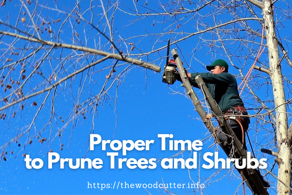 What is The Proper Time to Prune Trees and Shrubs